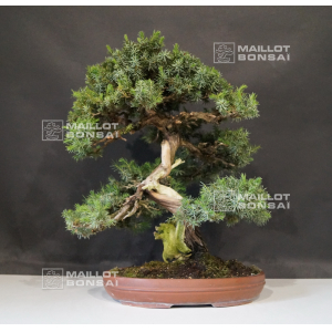 vendu-juniperus-rigida-ref-04090192
