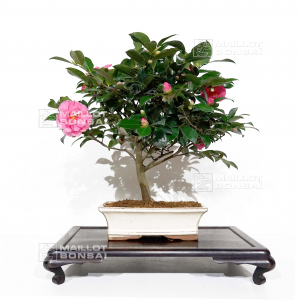 VENDU  camelia japonica ref 13110201