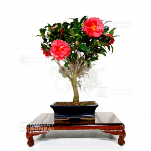 vendu-camelia-japonica-ref-13110202