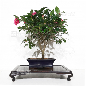 vendu-camelia-japonica-ref-13110205