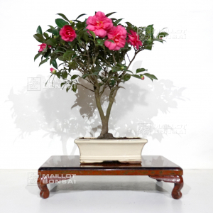 camelia-japonica-ref-13110206