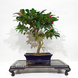 VENDU camelia japonica ref 13110207