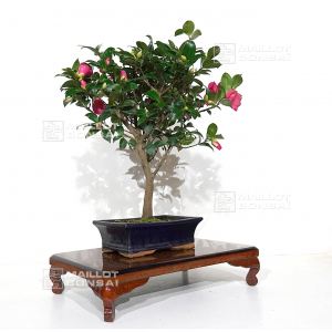 camelia-japonica-ref-13110208