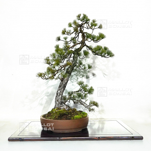 vendu-pinus-pentaphylla-ref-26090131