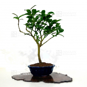 VENDU camelia japonica ref 02120213