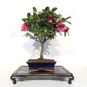 VENDU camelia japonica ref 18110202