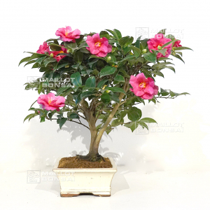 vendu-camelia-japonica-ref-18110203