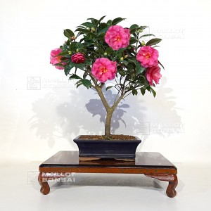 camelia-japonica-ref-18110206