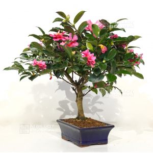 camelia-japonica-ref-18110208