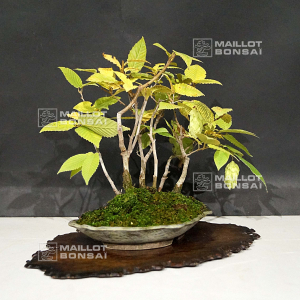 carpinus-laxiflora-16100205