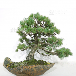 Pinus pentaphylla 6110202
