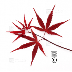 acer-amoenum-seeds-beni-otake