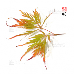 acer-amoenum-seeds-beni-otake