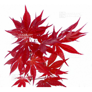 Graines d'Acer amoenum hi no tsukasa