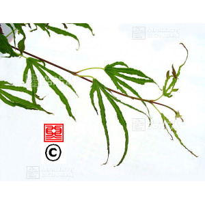 Graines d'Acer amoenum hiryuh