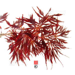 Graines d'Acer matsumurae inaba shidare