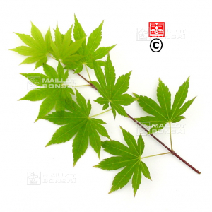 Graines d'Acer shirasawanum isis