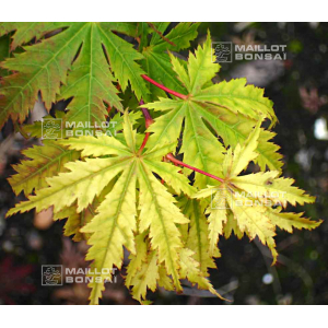 graines d'acer matsumurae ki hachijo