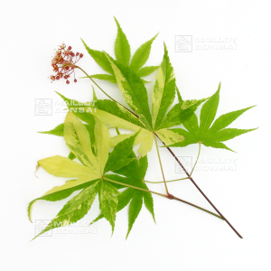 acer-amoenum-seeds-meiho-nishiki