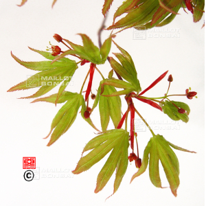 graines-d-acer-matsumurae-lutescens