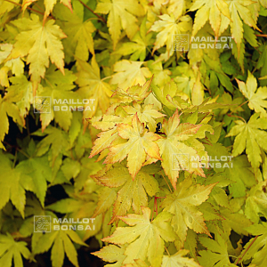 graines d'acer palmatum orange dream