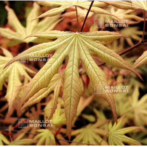 graines d'acer amoenum sawa chidori