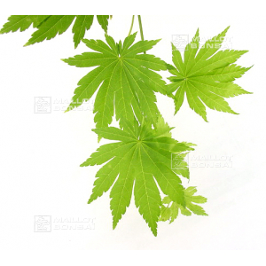 graines d'acer shirasawanum tenuifolium