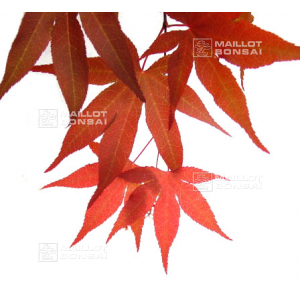 graines d'acer amoenum whitney red