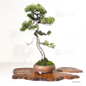 vendu-juniperus-chinensis-itoigawa-ref-01050201