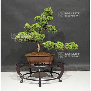 VENDU Juniperus chinensis itoigawa ref 12060207