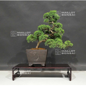 vendu-juniperus-chinensis-itoigawa-ref-120602012