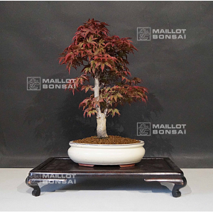 vendu-acer-palmatum-shojo-nomura-ref-12060202