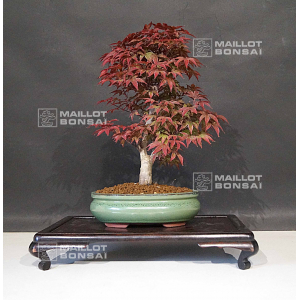 acer palmatum shojo nomura ref 12060203