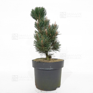 pinus-thunbergii-kotobuki