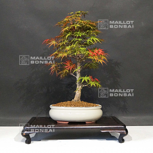 acer-palmatum-seigen-ref-15050208