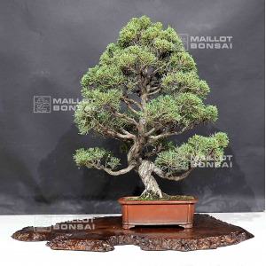 VENDU Juniperus chinensis itoigawa 12090207