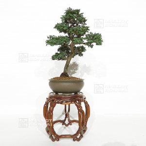 vendu-hinoki-cypres-ref-18110202