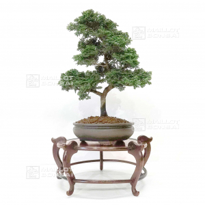 vendu-hinoki-cypres-ref-31010214