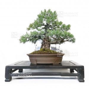 VENDU Pinus pentaphylla ref: 31010219