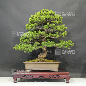 vendu-pinus-pentaphylla-ref-26050203