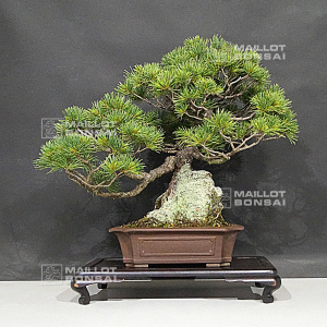 pinus-pentaphylla-26050204