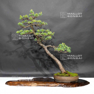 Pinus pentaphylla du Japon ref : 19050204