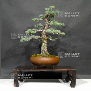 pinus-pentaphylla-du-japon-ref-06030204