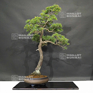 vendu-pinus-pentaphylla-ref-05060202