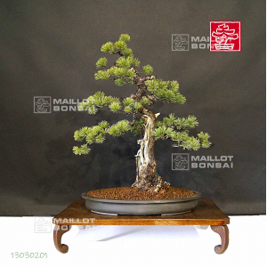 vendu-pinus-pentaphylla-13030201