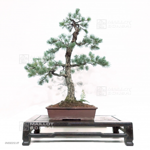 pinus-pentaphylla-09020212