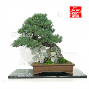 vendu-pinus-pentaphylla-nasu-ashi-goyo-ref-110202