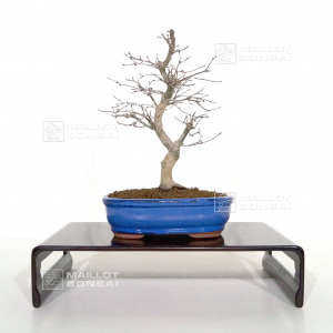 Acer palmatum deshojo ref: 110202120