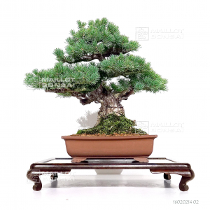 pinus-pentaphylla-ref-16020214