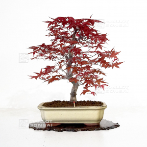 vendu-acer-palmatum-deshojo-ref-060402110